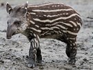Na rozdíl od dosplých tapír je mlád zbarveno pruhovan, podobn jako sele...
