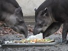 Dosplí tapíi si ktiny nakonec uívali mnohem víc ne jejich potomek.