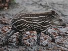 Mal� tap�r se narodil v jihlavsk� zoo 1. ��jna.