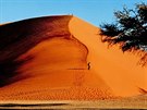 Obí duna (zvaná Dune 45) v lokalit Sossus Vlei ped západem slunce