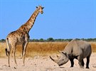 K dalím pedním atrakcím Namibie patí rozlehlý Národní park Etosha, kde jsou...