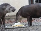 Tap��i v jihlavsk� Zoo poj�daj� dort