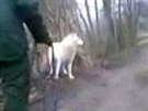 Pracovníci brnnské zoo chytají vlka, který jim utekl