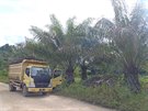 Sklizeň na palmové plantáži: nákladní auta svážejí plody palmy olejné, na...