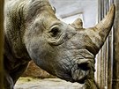 Do zoo p�icestoval nosoro�ec z Belgie, Pamir vytvo�� p�r s Jessicou (1.12.2015).