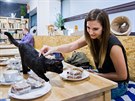 Hostm hradecké kavárny Cats & Coffee skáe po stole Lucie Bílá nebo v klín...
