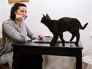 Hostm hradecké kavárny Cats & Coffee skáe po stole Lucie Bílá nebo v klín...