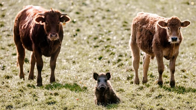 Neobvyklé zvířecí přátelství se zrodilo na pastvinách u vesnice Mörel, která leží asi sto kilometrů jižně od dánských hranic.
