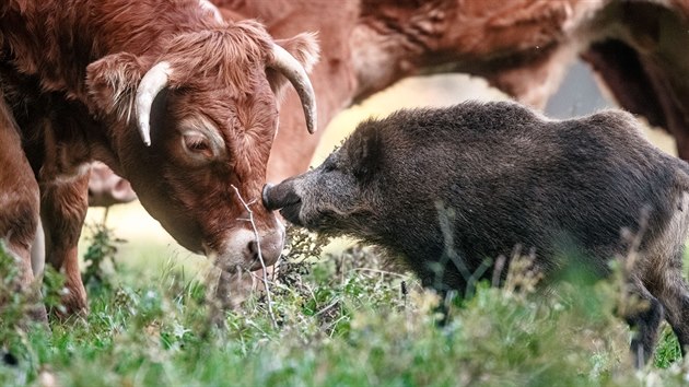 Neobvyklé zvířecí přátelství se zrodilo na pastvinách u vesnice Mörel, která leží asi sto kilometrů jižně od dánských hranic.