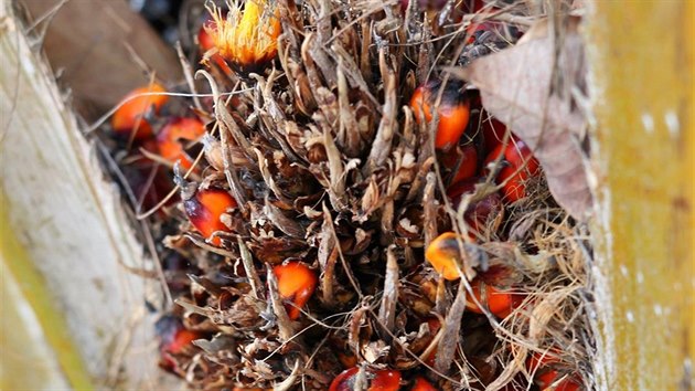 Palmová jádra obsahují rostlinný olej, který se využívá v potravinářství. Vyskytuje se v sušenkách, čokoládě, instantních polévkách a v dalších výrobcích.