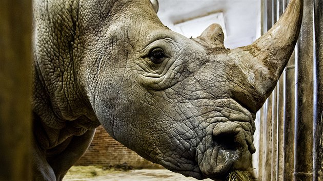 Do zoo picestoval nosoroec z Belgie, Pamir vytvo pr s Jessicou (1.12.2015).
