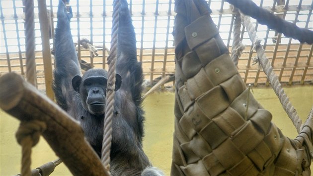 Šimpanzí samička Maria se zabydluje v plzeňské zoologické zahradě. (8. prosince 2015)