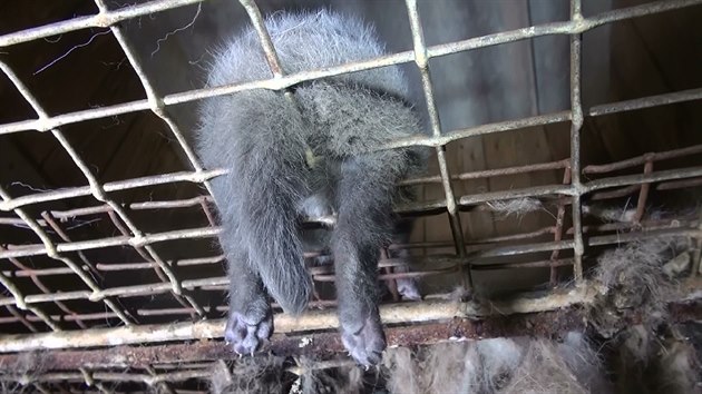 Zvířata na kožešinových farmách žijí v klecích bez pevného dna. Důvodem je, aby exkrementy propadaly a nepoškodily tak kožich.