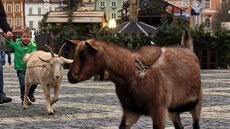 Mezi t�mi, kdo si aspo� chvíli vedl kozu na provázku, byl i �ty�letý Martin.