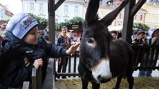 Betlém se ivými zvíaty na vánoních trzích v Chebu.