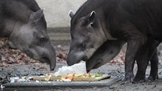Dosplí tapíi si ktiny nakonec uívali mnohem víc ne jejich potomek.