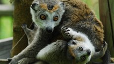 Lemur korunkatý.