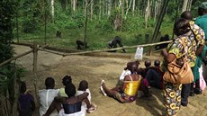 V záchranné stanici pro primáty v Mefou spat�í v�t�ina d�tí �ivou gorilu úpln�...