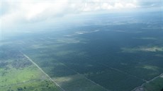 Plantáž palem olejných vyfocená z letadla. Takových plantáží jsou na Borneu...