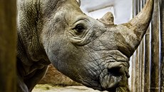 Do zoo picestoval nosoroec z Belgie, Pamir vytvoí pár s Jessicou (1.12.2015).