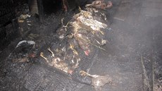 Hasi�i zasahovali u po�áru zahradní chatky v Doubrav� na Karvinsku. P�i po�áru...