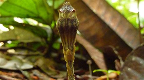 Badatelé z olomoucké pírodovdecké fakulty objevili na ostrov Borneo dalí...