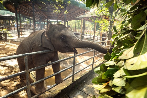 Sloní ráj na Srí Lance