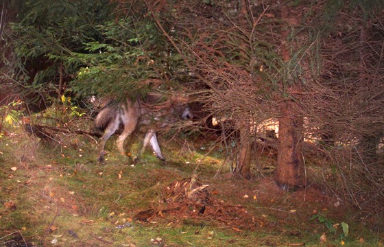 Fotopast nedaleko Teplic nad Metují na Broumovsku vyfotila v listopadu vlka....