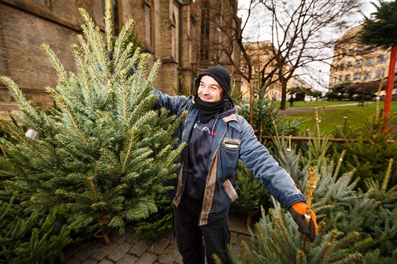 V Praze zaal prodej vánoních stromk. Prodejci na námstí Míru prodávali ji...