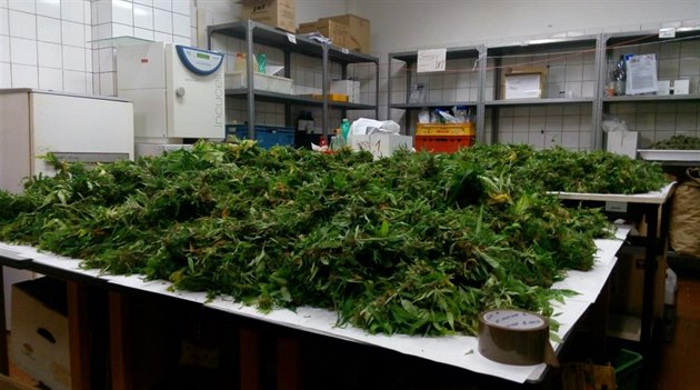 Marihuana, kterou policisté zadrželi, má hodnotu přibližně 1,5 milionu korun.
