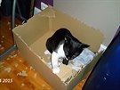 Pestoe chodí kocourek do krabice odpoívat, stále ji cupuje na kousky. 