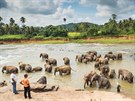 Sloní ráj na Srí Lance
