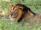U lv indických híva obvykle nezasahuje a na lopatky a není tak bujná mezi...