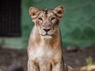 Ti vzácní lvi indití do Prahy piletli z indické Zoo Sakkarbaug, která je...
