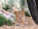 Mladí z obou lvic, Ginni, se narodila 20. kvtna 2012 pímo v Zoo Sakkarbaug.