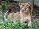 V Zoo Sakkarbaug se narodila také lvice Suchi (* 3. kvtna 2010).