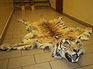 Při domovní prohlídce našli kriminalisté tygří kůži a vycpaniny varana i...