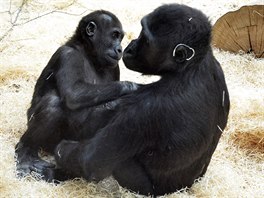 Goril brati z prask zoo: vlevo Nuru, kterho v nedli ek oslava 3....