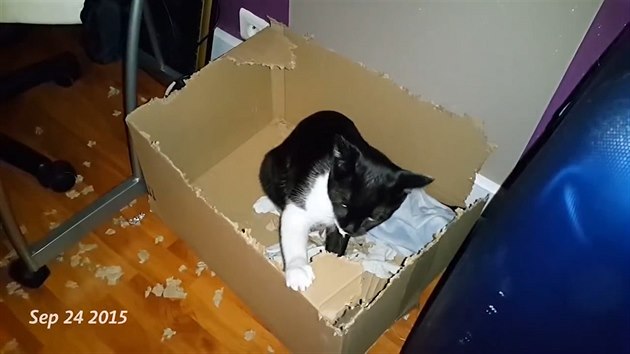 Přestože chodí kocourek do krabice odpočívat, stále ji cupuje na kousky. 