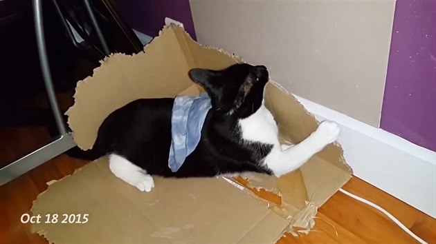 Většinu koček přestane "jejich" krabice po nějaké době bavit, tenhle kocourek byl ale té své věrný.