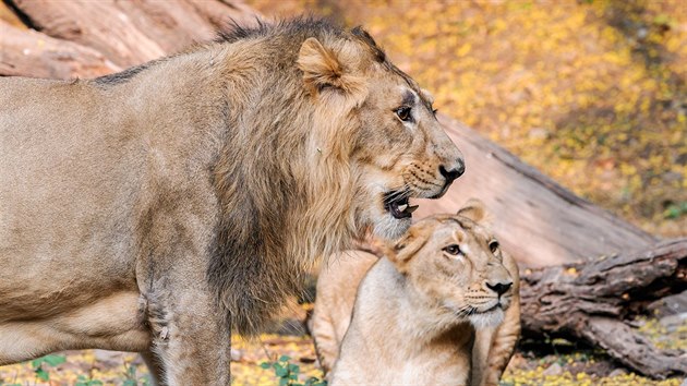Jamvan a Ginni se znají ještě z Indie – před cestou do pražské zoo spolu nějaký čas žili v indické Zoo Sakkarbaug.