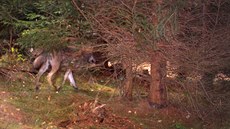 Fotopast nedaleko Teplic nad Metují na Broumovsku vyfotila v listopadu vlka....
