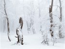 Krunohorský les v mlze. Na zim je skvlé, e pokud je sníh, v podstat...