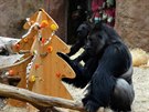 Vánoní oslavu si praské gorily uily o zlaté adventní nedli.