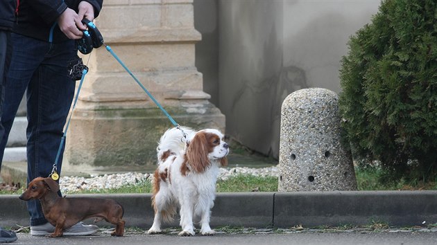 V Drovicch na Prostjovsku pomh chrnit tje u kostela ped mocmi psy pisor uren speciln pro n. Zvata ho dokonce zaala sama vyhledvat, vyuv toti jejich znakovacho pudu.