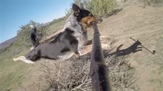 Pes toí selfie video.