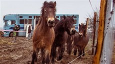 Vyputní druhého stráda divokých koní (zatím pouze klisen, hebec picestuje...