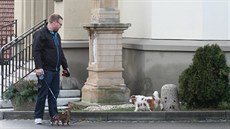 V Drovicích na Prostjovsku pomáhá chránit túje u kostela ped moícími psy...