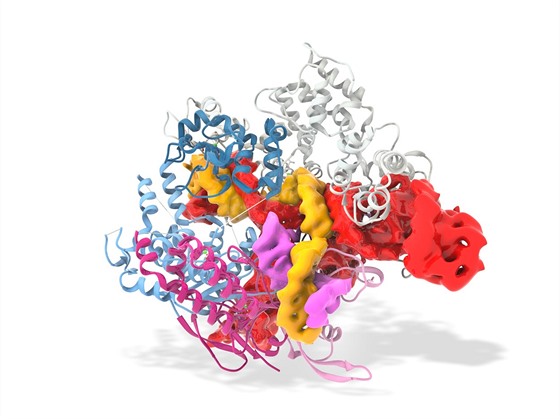 Editace DNA metodou CRISPR/Cas9 (ilustrace)