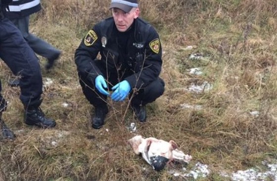 Psovod litvínovské mstské policie u hlavy psa nalezené na louce v Janov
